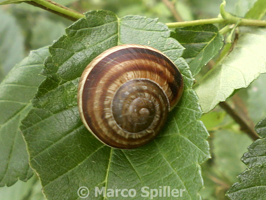 Chiocciola da identificare